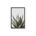 Picture of Cactus Succulent _GroupedProduct_Rectangle_Portrait_Photography _GroupedProduct_Rectangle_Portrait_Canvas_Framed_