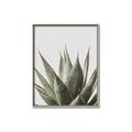 Picture of Cactus Succulent _GroupedProduct_Rectangle_Portrait_Photography _GroupedProduct_Rectangle_Portrait_Canvas_Framed_