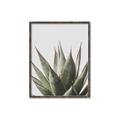 Picture of Cactus Succulent _GroupedProduct_Rectangle_Portrait_Photography _GroupedProduct_Rectangle_Portrait_Canvas_Framed_