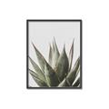 Picture of Cactus Succulent _GroupedProduct_Rectangle_Portrait_Photography _GroupedProduct_Rectangle_Portrait_Canvas_Framed_
