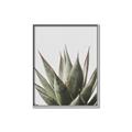 Picture of Cactus Succulent _GroupedProduct_Rectangle_Portrait_Photography _GroupedProduct_Rectangle_Portrait_Canvas_Framed_