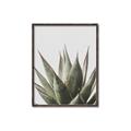 Picture of Cactus Succulent _GroupedProduct_Rectangle_Portrait_Photography _GroupedProduct_Rectangle_Portrait_Canvas_Framed_