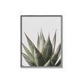 Picture of Cactus Succulent _GroupedProduct_Rectangle_Portrait_Photography _GroupedProduct_Rectangle_Portrait_Canvas_Framed_