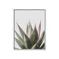 Picture of Cactus Succulent _GroupedProduct_Rectangle_Portrait_Photography _GroupedProduct_Rectangle_Portrait_Canvas_Framed_