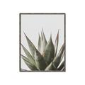 Picture of Cactus Succulent _GroupedProduct_Rectangle_Portrait_Photography _GroupedProduct_Rectangle_Portrait_Canvas_Framed_