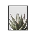 Picture of Cactus Succulent _GroupedProduct_Rectangle_Portrait_Photography _GroupedProduct_Rectangle_Portrait_Canvas_Framed_