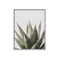Picture of Cactus Succulent _GroupedProduct_Rectangle_Portrait_Photography _GroupedProduct_Rectangle_Portrait_Canvas_Framed_