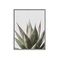 Picture of Cactus Succulent _GroupedProduct_Rectangle_Portrait_Photography _GroupedProduct_Rectangle_Portrait_Canvas_Framed_