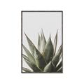 Picture of Cactus Succulent _GroupedProduct_Rectangle_Portrait_Photography _GroupedProduct_Rectangle_Portrait_Canvas_Framed_