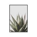 Picture of Cactus Succulent _GroupedProduct_Rectangle_Portrait_Photography _GroupedProduct_Rectangle_Portrait_Canvas_Framed_