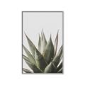 Picture of Cactus Succulent _GroupedProduct_Rectangle_Portrait_Photography _GroupedProduct_Rectangle_Portrait_Canvas_Framed_