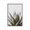 Picture of Cactus Succulent _GroupedProduct_Rectangle_Portrait_Photography _GroupedProduct_Rectangle_Portrait_Canvas_Framed_