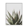 Picture of Cactus Succulent _GroupedProduct_Rectangle_Portrait_Photography _GroupedProduct_Rectangle_Portrait_Canvas_Framed_