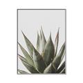 Picture of Cactus Succulent _GroupedProduct_Rectangle_Portrait_Photography _GroupedProduct_Rectangle_Portrait_Canvas_Framed_