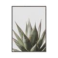 Picture of Cactus Succulent _GroupedProduct_Rectangle_Portrait_Photography _GroupedProduct_Rectangle_Portrait_Canvas_Framed_