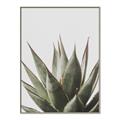 Picture of Cactus Succulent _GroupedProduct_Rectangle_Portrait_Photography _GroupedProduct_Rectangle_Portrait_Canvas_Framed_