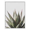 Picture of Cactus Succulent _GroupedProduct_Rectangle_Portrait_Photography _GroupedProduct_Rectangle_Portrait_Canvas_Framed_