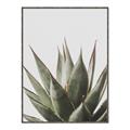 Picture of Cactus Succulent _GroupedProduct_Rectangle_Portrait_Photography _GroupedProduct_Rectangle_Portrait_Canvas_Framed_