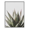 Picture of Cactus Succulent _GroupedProduct_Rectangle_Portrait_Photography _GroupedProduct_Rectangle_Portrait_Canvas_Framed_