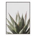 Picture of Cactus Succulent _GroupedProduct_Rectangle_Portrait_Photography _GroupedProduct_Rectangle_Portrait_Canvas_Framed_