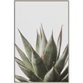 Picture of Cactus Succulent _GroupedProduct_Rectangle_Portrait_Photography _GroupedProduct_Rectangle_Portrait_Canvas_Framed_