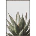 Picture of Cactus Succulent _GroupedProduct_Rectangle_Portrait_Photography _GroupedProduct_Rectangle_Portrait_Canvas_Framed_