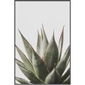Picture of Cactus Succulent _GroupedProduct_Rectangle_Portrait_Photography _GroupedProduct_Rectangle_Portrait_Canvas_Framed_