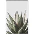 Picture of Cactus Succulent _GroupedProduct_Rectangle_Portrait_Photography _GroupedProduct_Rectangle_Portrait_Canvas_Framed_