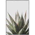 Picture of Cactus Succulent _GroupedProduct_Rectangle_Portrait_Photography _GroupedProduct_Rectangle_Portrait_Canvas_Framed_