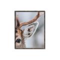 Picture of Eye of the Deer _GroupedProduct_Rectangle_Portrait_Photography _GroupedProduct_Rectangle_Portrait_Canvas_Framed_