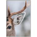 Picture of Eye of the Deer _GroupedProduct_Rectangle_Portrait_Photography _GroupedProduct_Rectangle_Portrait_Canvas_Framed_