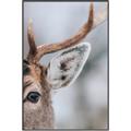 Picture of Eye of the Deer _GroupedProduct_Rectangle_Portrait_Photography _GroupedProduct_Rectangle_Portrait_Canvas_Framed_
