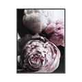 Picture of Blush Bloom _GroupedProduct_Rectangle_Portrait_Photography _GroupedProduct_Rectangle_Portrait_Canvas_Framed_
