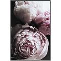 Picture of Blush Bloom _GroupedProduct_Rectangle_Portrait_Photography _GroupedProduct_Rectangle_Portrait_Canvas_Framed_