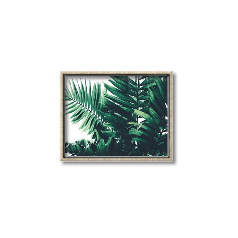 Picture of Fern Garden  _GroupedProduct_Rectangle_Landscape_Photography _GroupedProduct_Rectangle_Landscape_Canvas_Framed_