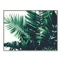 Picture of Fern Garden  _GroupedProduct_Rectangle_Landscape_Photography _GroupedProduct_Rectangle_Landscape_Canvas_Framed_