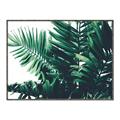 Picture of Fern Garden  _GroupedProduct_Rectangle_Landscape_Photography _GroupedProduct_Rectangle_Landscape_Canvas_Framed_