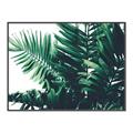Picture of Fern Garden  _GroupedProduct_Rectangle_Landscape_Photography _GroupedProduct_Rectangle_Landscape_Canvas_Framed_