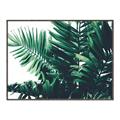 Picture of Fern Garden  _GroupedProduct_Rectangle_Landscape_Photography _GroupedProduct_Rectangle_Landscape_Canvas_Framed_