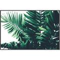 Picture of Fern Garden  _GroupedProduct_Rectangle_Landscape_Photography _GroupedProduct_Rectangle_Landscape_Canvas_Framed_