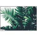 Picture of Fern Garden  _GroupedProduct_Rectangle_Landscape_Photography _GroupedProduct_Rectangle_Landscape_Canvas_Framed_