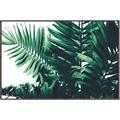Picture of Fern Garden  _GroupedProduct_Rectangle_Landscape_Photography _GroupedProduct_Rectangle_Landscape_Canvas_Framed_