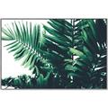 Picture of Fern Garden  _GroupedProduct_Rectangle_Landscape_Photography _GroupedProduct_Rectangle_Landscape_Canvas_Framed_