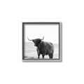 Picture of Scottish Fields Highland B&W _GroupedProduct_Square_Photography _GroupedProduct_Square_Canvas_Framed_