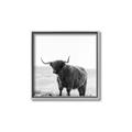 Picture of Scottish Fields Highland B&W _GroupedProduct_Square_Photography _GroupedProduct_Square_Canvas_Framed_