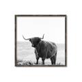 Picture of Scottish Fields Highland B&W _GroupedProduct_Square_Photography _GroupedProduct_Square_Canvas_Framed_