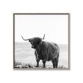 Picture of Scottish Fields Highland B&W _GroupedProduct_Square_Photography _GroupedProduct_Square_Canvas_Framed_