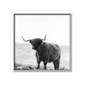Picture of Scottish Fields Highland B&W _GroupedProduct_Square_Photography _GroupedProduct_Square_Canvas_Framed_