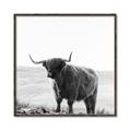 Picture of Scottish Fields Highland B&W _GroupedProduct_Square_Photography _GroupedProduct_Square_Canvas_Framed_