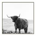Picture of Scottish Fields Highland B&W _GroupedProduct_Square_Photography _GroupedProduct_Square_Canvas_Framed_